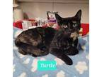 Turtle, Domestic Shorthair For Adoption In Richmond, Indiana