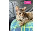 Quinn, Domestic Shorthair For Adoption In Miami, Oklahoma