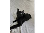 Debo, Domestic Shorthair For Adoption In Okemah, Oklahoma
