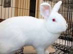 43925 - Peppa, American For Adoption In Ellicott City, Maryland