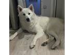 Dog for adoption - Suki, a Siberian Husky & German Shepherd Dog Mix