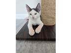 Anani, Domestic Shorthair For Adoption In Wilson, North Carolina