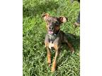 Frito, Doberman Pinscher For Adoption In Rohnert Park, California