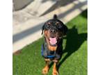 Dog for adoption - Chispa, a Rottweiler