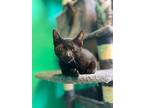 Hilton, Domestic Shorthair For Adoption In Brookings, South Dakota