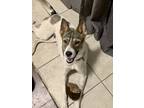 Adopt Abbie a White - with Brown or Chocolate Australian Cattle Dog / Mixed dog