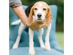 Dog for adoption - Wendy, a Beagle