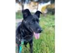 Adopt Osa a Black Mixed Breed (Medium) dog in San Diego, CA (37622749)