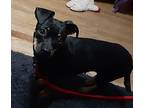 Tina, Dachshund For Adoption In Sacramento, California