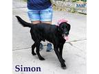 Simon, Labrador Retriever For Adoption In Newport, Kentucky