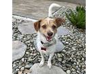 Avery, Terrier (unknown Type, Small) For Adoption In Deland, Florida