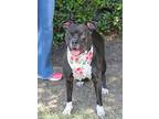 Star, American Staffordshire Terrier For Adoption In Olive Branch, Mississippi