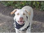 Ray, Labrador Retriever For Adoption In Olive Branch, Mississippi