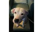 Spectra, American Pit Bull Terrier For Adoption In New Braunfels, Texas