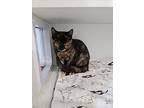 Jena, Domestic Shorthair For Adoption In Lunenburg, Vermont