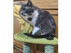 Dolly, Domestic Mediumhair For Adoption In Burton, Michigan
