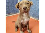 Dog for adoption - Tryp, a Mixed Breed