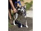 Dog for adoption - Fred Armisen, a Siberian Husky