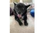 Dog for adoption - T Rex Wags His Tail, a Pomeranian & Schipperke Mix