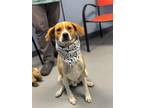 Dog for adoption - Tiger, a Beagle & Terrier Mix