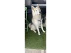 Dog for adoption - Samson, a Husky & Alaskan Malamute Mix
