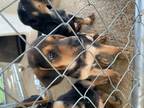 Dog for adoption - Ripp, a Beagle