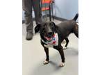 Dog for adoption - Chooch, a Pointer Mix