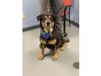 Dog for adoption - Rocky, a German Shepherd Dog Mix