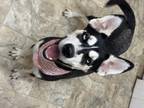Dog for adoption - Peggy, a Husky Mix