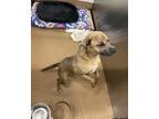 Dog for adoption - Cucumber, a Pit Bull Terrier