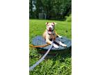 Dog for adoption - Groot, an American Staffordshire Terrier