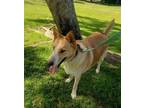 Adopt Jake a Tan/Yellow/Fawn Husky / Labrador Retriever / Mixed dog in San