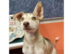 Dog for adoption - Venus, a Mixed Breed