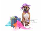 Adopt Elsa a Tan/Yellow/Fawn Boxer / Mixed dog in Denver, CO (37750602)