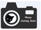 Adopt Peter a Domestic Shorthair / Mixed (short coat) cat in Pittsboro