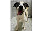 Adopt BESS a Labrador Retriever / Hound (Unknown Type) / Mixed dog in Little