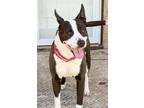 Adopt FINN a Black - with White Border Collie / Terrier (Unknown Type