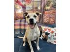 Adopt Milk Dud a White Mixed Breed (Medium) dog in San Leon, TX (36990260)