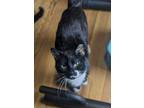 Adopt Edgar a Black & White or Tuxedo Domestic Shorthair (short coat) cat in
