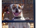 Adopt FRANKIE a White Boxer / Mixed dog in Kuna, ID (37742383)
