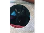 Adopt Fred a Domestic Shorthair / Mixed (short coat) cat in EFFINGHAM