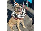 Adopt Scooby a Tan/Yellow/Fawn - with White Pit Bull Terrier dog in Oklahoma