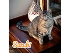 Adopt Suzuki a Domestic Shorthair / Mixed (short coat) cat in Nashville