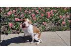 Adopt Zinnia a White - with Red, Golden, Orange or Chestnut American Pit Bull