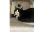 Adopt Dr. Jack a Black & White or Tuxedo Domestic Longhair / Mixed (short coat)