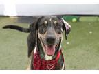 Adopt Mama Minnow a Mixed Breed (Medium) dog in San Diego, CA (37584058)