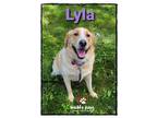 Adopt Lyla a Golden Retriever / Labrador Retriever dog in Council Bluffs