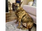 Adopt Harley a Hound (Unknown Type) / Lancashire Heeler / Mixed dog in Little
