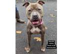 Adopt Beans a Gray/Silver/Salt & Pepper - with White Pit Bull Terrier / Mixed