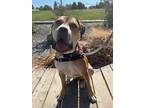 Adopt Dutton!! a Tan/Yellow/Fawn - with White Pit Bull Terrier / Beagle / Mixed